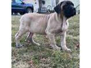 Mastiff Puppy for sale in New Park, PA, USA