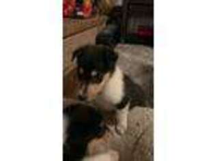 Collie Puppy for sale in Lake Stevens, WA, USA