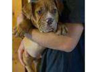 Olde English Bulldogge Puppy for sale in Hardwick, MA, USA