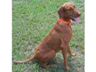 Vizsla Puppy for sale in Ganado, TX, USA