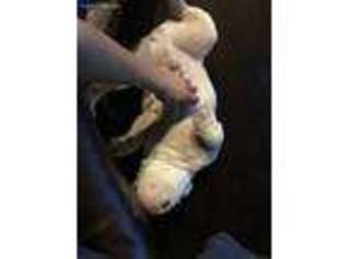 Bulldog Puppy for sale in Dearing, GA, USA