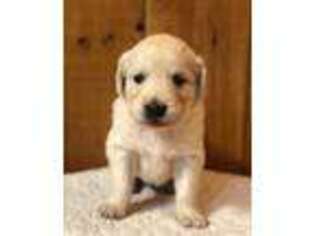 Golden Retriever Puppy for sale in Whitingham, VT, USA