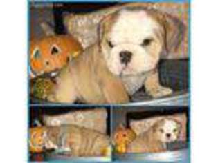 Bulldog Puppy for sale in Dinuba, CA, USA