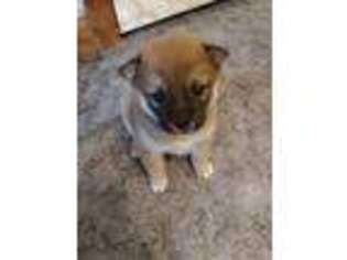 Shiba Inu Puppy for sale in Sciota, PA, USA