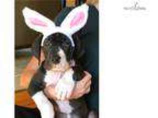 Great Dane Puppy for sale in Springfield, MO, USA