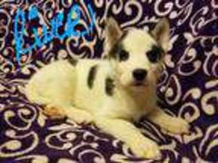 Siberian Husky Puppy for sale in Manchester, IA, USA