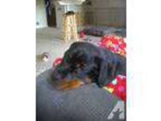 Rottweiler Puppy for sale in MARYSVILLE, PA, USA