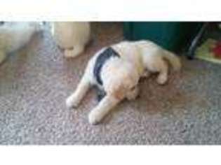 Golden Retriever Puppy for sale in Pulaski, PA, USA