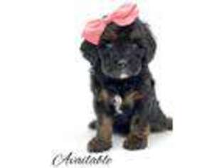 Cavapoo Puppy for sale in Sherman, TX, USA