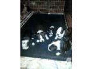 Boston Terrier Puppy for sale in MOUNT AIRY, NC, USA