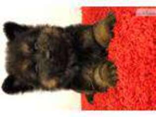 German Shepherd Dog Puppy for sale in Kansas City, MO, USA