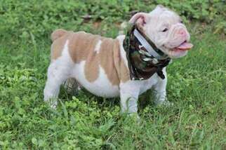 Bulldog Puppy for sale in Buda, TX, USA