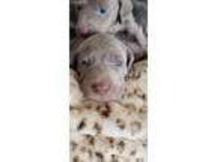 Weimaraner Puppy for sale in Albany, IN, USA