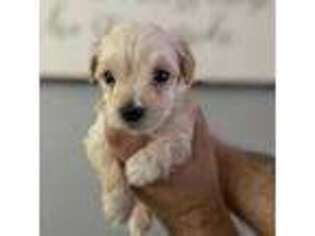 Bichon Frise Puppy for sale in Kearny, NJ, USA