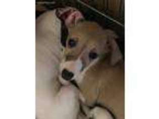 Italian Greyhound Puppy for sale in Moorpark, CA, USA