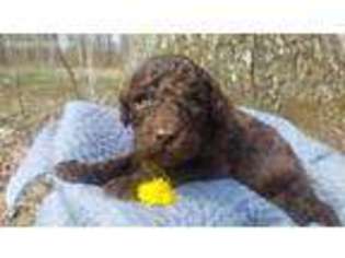 Labradoodle Puppy for sale in Ozark, MO, USA