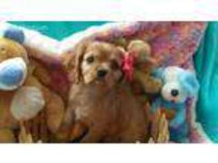 Cavalier King Charles Spaniel Puppy for sale in Cedar Point, KS, USA