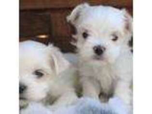 Maltese Puppy for sale in Ruston, LA, USA