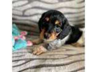 Dachshund Puppy for sale in Lompoc, CA, USA