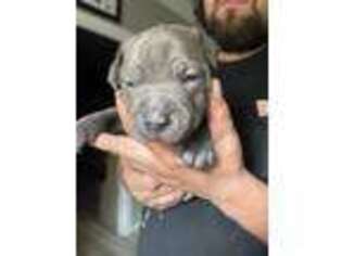 Mutt Puppy for sale in Lincoln, NE, USA