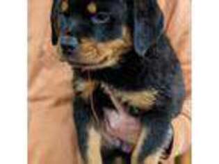 Rottweiler Puppy for sale in Bristol, IN, USA