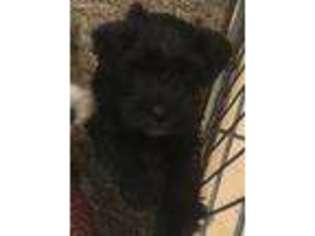 Mutt Puppy for sale in Reidsville, GA, USA
