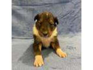 Collie Puppy for sale in Chambersburg, PA, USA