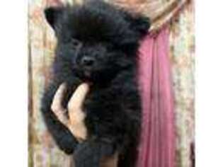 Pomeranian Puppy for sale in Avon Park, FL, USA