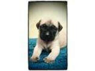 Mastiff Puppy for sale in Joplin, MO, USA