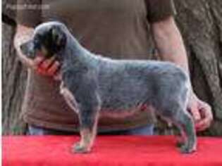Australian Cattle Dog Puppy for sale in Tazewell, TN, USA