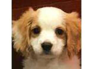 Cavachon Puppy for sale in Fall City, WA, USA
