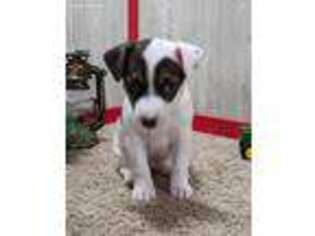 Jack Russell Terrier Puppy for sale in Belle Center, OH, USA