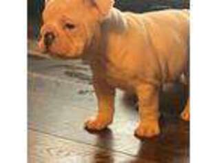 Bulldog Puppy for sale in Coshocton, OH, USA