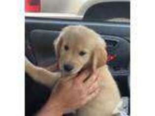 Golden Retriever Puppy for sale in HAUPPAUGE, NY, USA