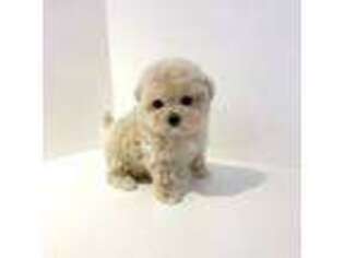 Mutt Puppy for sale in Los Angeles, CA, USA