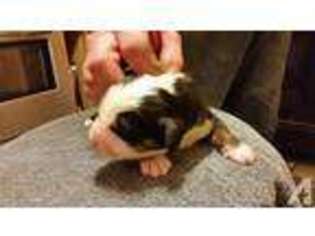 Bernese Mountain Dog Puppy for sale in NAVARRE, OH, USA