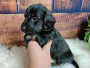 Dachshund Puppy for sale in Milford, UT, USA