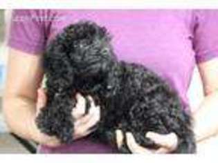 Cavapoo Puppy for sale in Quakertown, PA, USA