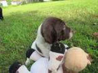 German Shorthaired Pointer Puppy for sale in Shamokin, PA, USA