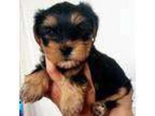 Yorkshire Terrier Puppy for sale in Cle Elum, WA, USA