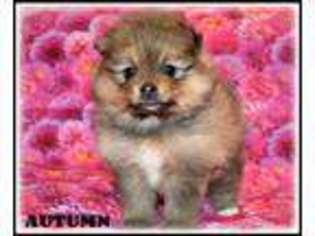 Pomeranian Puppy for sale in Hancock, MD, USA