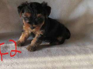 Yorkshire Terrier Puppy for sale in Gladbrook, IA, USA