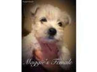 West Highland White Terrier Puppy for sale in Chalmette, LA, USA