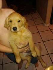 Golden Retriever Puppy for sale in Mesa, AZ, USA