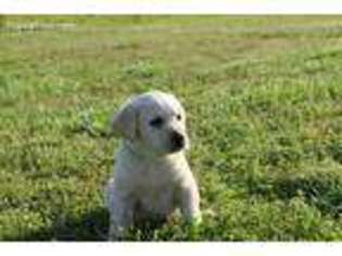 Labrador Retriever Puppy for sale in Clarksville, AR, USA