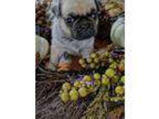 Pug Puppy for sale in Greenfield, MO, USA