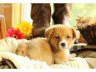 Pembroke Welsh Corgi Puppy for sale in Holtwood, PA, USA