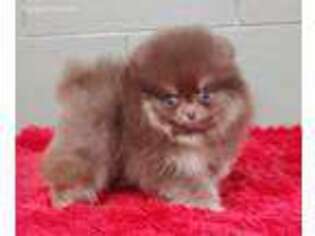 Pomeranian Puppy for sale in San Luis Obispo, CA, USA