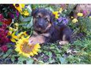 German Shepherd Dog Puppy for sale in Cambridge, OH, USA