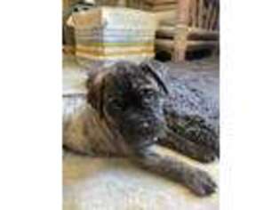 Bullmastiff Puppy for sale in Vista, CA, USA